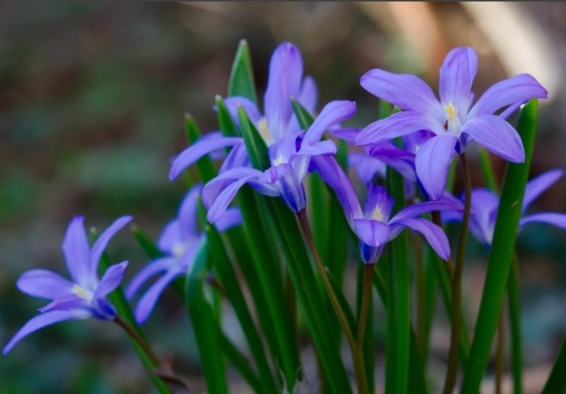 11 невибагливих квітів, які чудово підійдуть початківцям садівникам