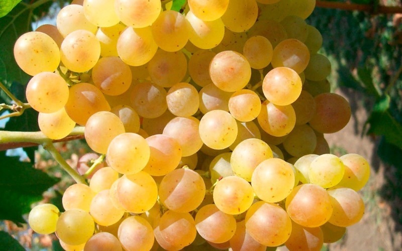 12 винних сортів винограду, які можна виростити в середній смузі росії