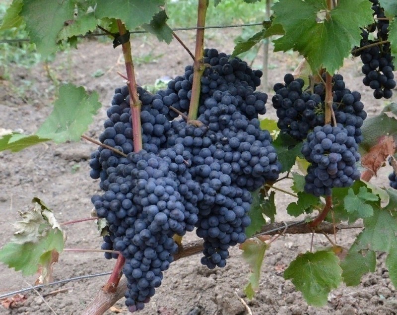 12 винних сортів винограду, які можна виростити в середній смузі росії