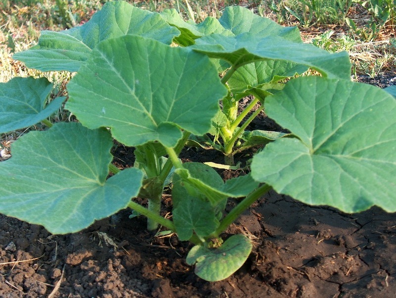 Саджу насіння гарбуза на дернину, щоб забезпечити ранні посадки теплом