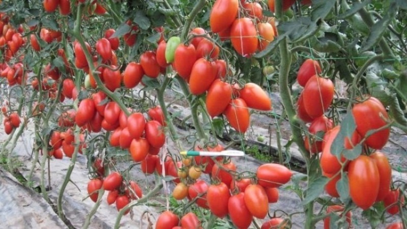 5 моїх улюблених сортів довгоплідних помідорів, які я саджу щороку