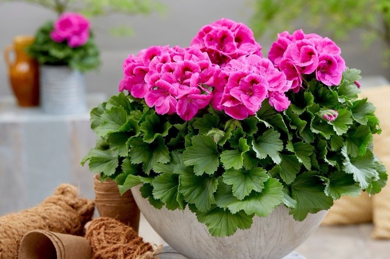 Квіти для сімейного щастя: 8 кращих кімнатних рослин для будинку по фен-шуй