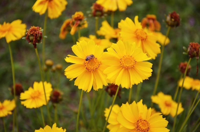 9 красивих однорічних квітів для бордюрів
