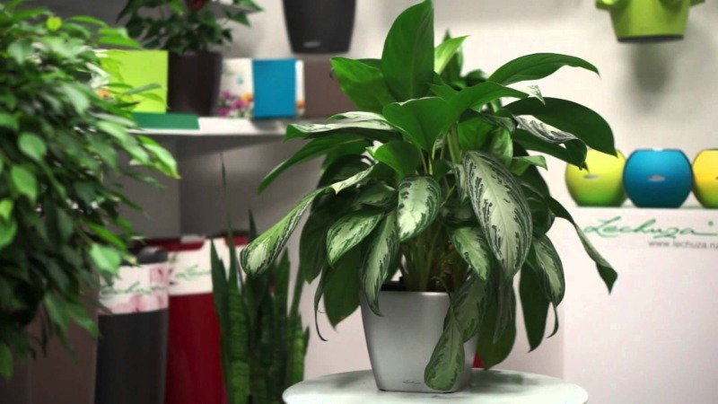 9 кімнатних рослин, які можуть рости в будь-якому місці вашого будинку, навіть без сонця