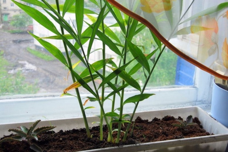 8 ароматних трав, які можна вирощувати вдома на підвіконні