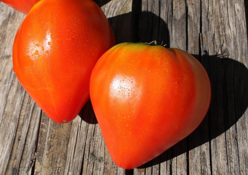 5 кращих сортів великих і мясистих томатів 2020 року