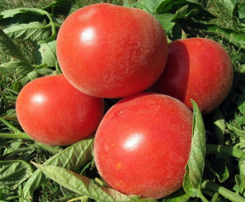 6 невибагливих низькорослих томатів сибірської селекції, які варто посадити в 2020 році