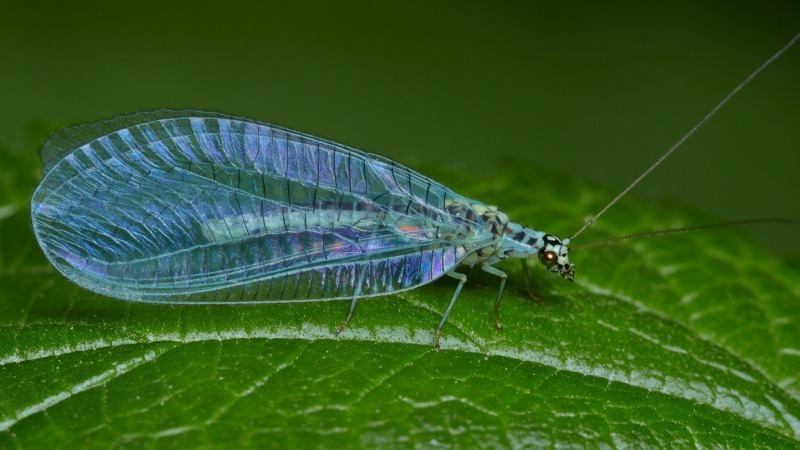 Не поспішайте знищувати: 9 дуже корисних комах в саду