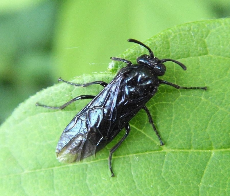 Шкідників потрібно знати в обличчя: 7 небезпечних комах для капусти