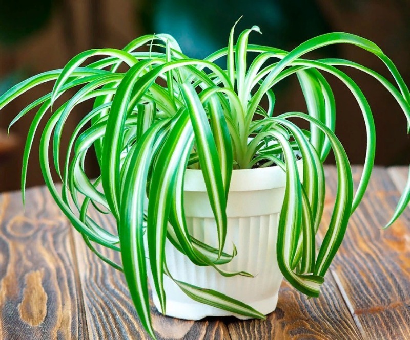 Nasa схвалив: 10 найкращих рослин для очищення повітря у вашому домі