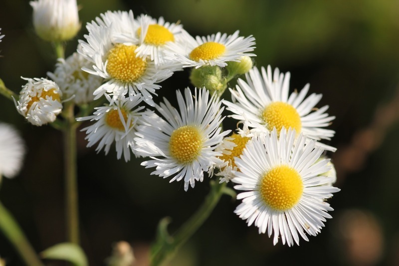 9 рослин для посадки вздовж доріжок, які створять безперервне цвітіння