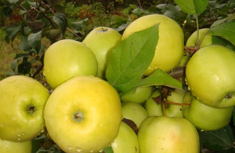 5 карликових яблунь, які зможе виростити навіть початківець садівник