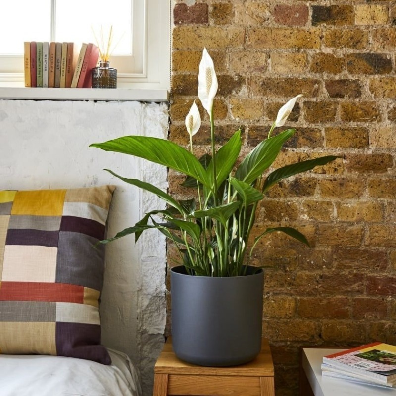 5 рослин, які краще за інших очищають повітря в будинку