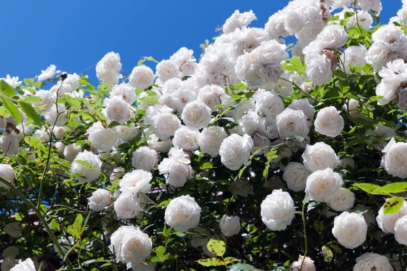 8 красивих сортів великих троянд клаймберів