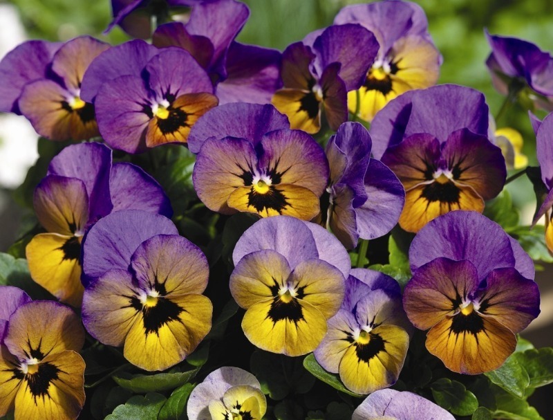 Лютневий посів: 7 однорічних квітів, які варто посадити