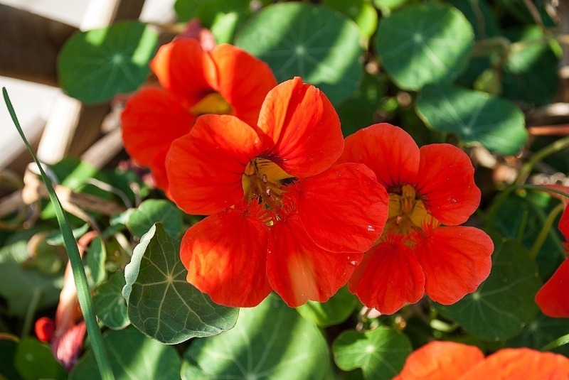 9 красивих однорічних квітів для бордюрів
