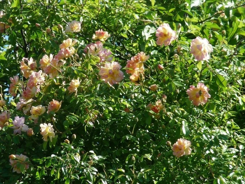 8 красивих сортів великих троянд клаймберів