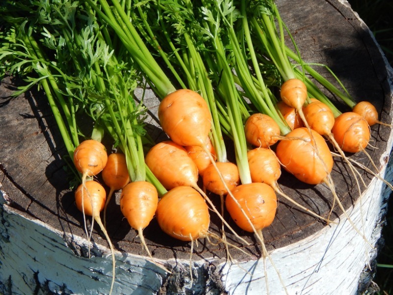 7 врожайних сортів моркви