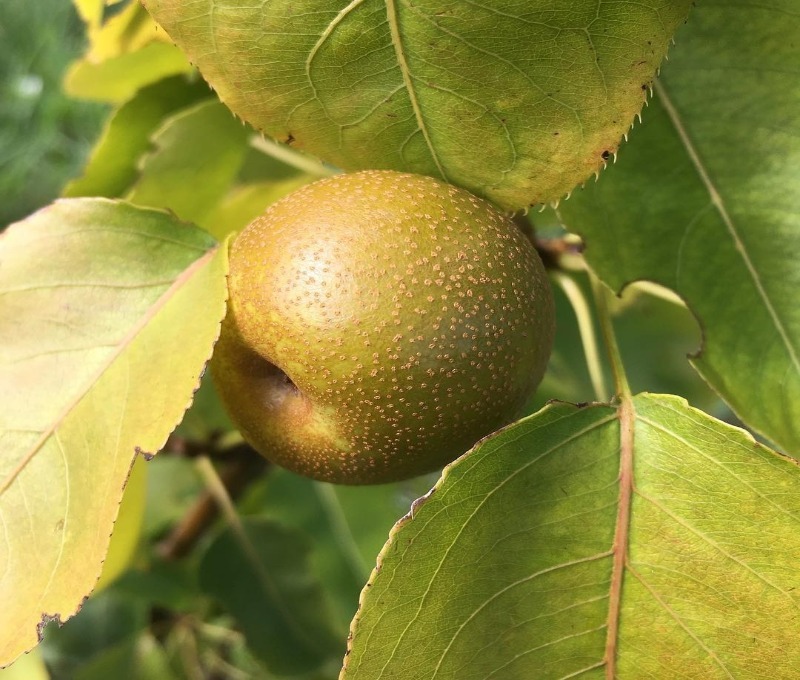 5 гібридів плодових дерев, які навіть смачніші за своїх батьків