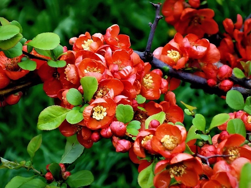 7 невибагливих чагарників, які красиво цвітуть все літо
