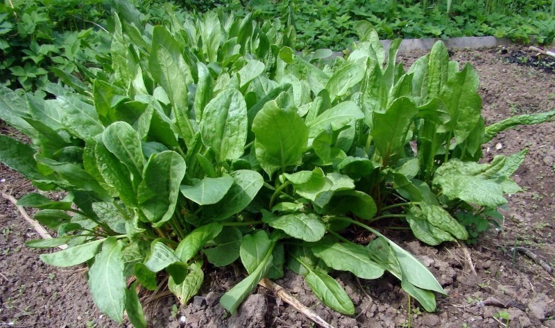 6 простих у догляді овочів, виростити які зможе навіть початківець садівник