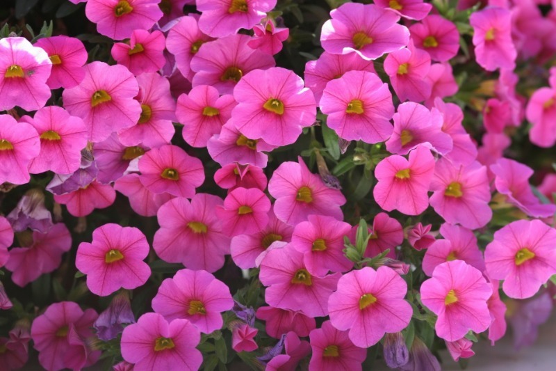 6 красивих квітів, які чудово підійдуть для кашпо і підлогових контейнерів