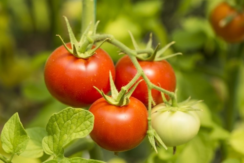 8 невибагливих сортів томатів, розсаду яких можна сіяти вже в березні