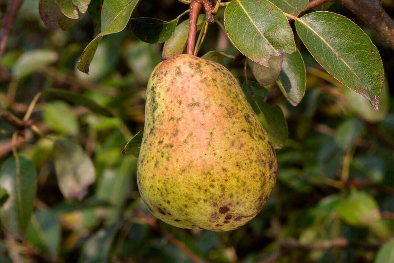 Скручуються листя на яблуні або груші: 7 причин і способи боротьби