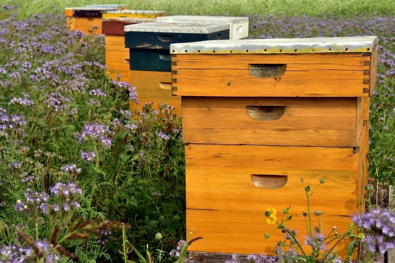 Від бджоли до шершня: чим небезпечний укус, як надати першу допомогу