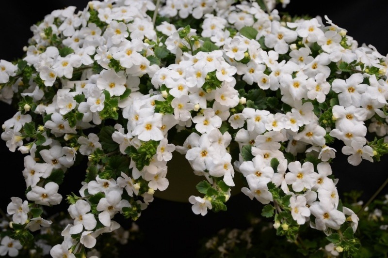 Лютневий посів: 7 однорічних квітів, які варто посадити