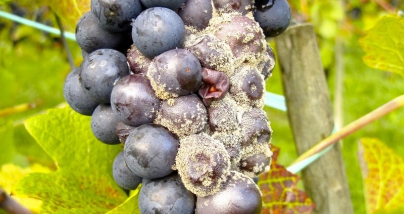 Увага на листя: 6 хвороб винограду, які можуть позбавити вас врожаю