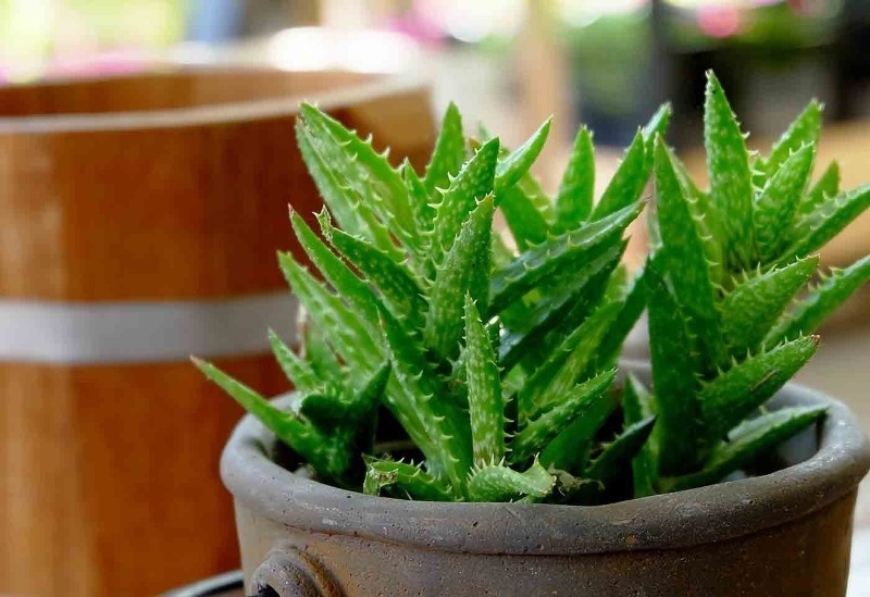 Поставте на робочий стіл: 8 рослин, які допоможуть вам забути про стрес