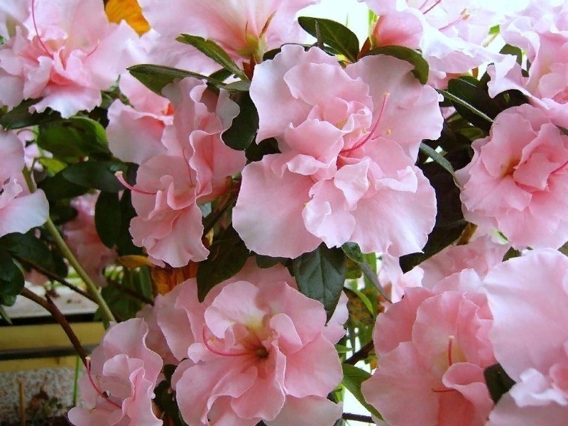 7 ароматно квітучих чагарників для саду, які зроблять вашу дачу справжнім раєм
