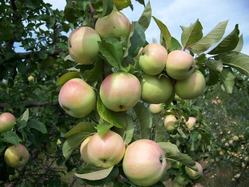 5 карликових яблунь, які зможе виростити навіть початківець садівник