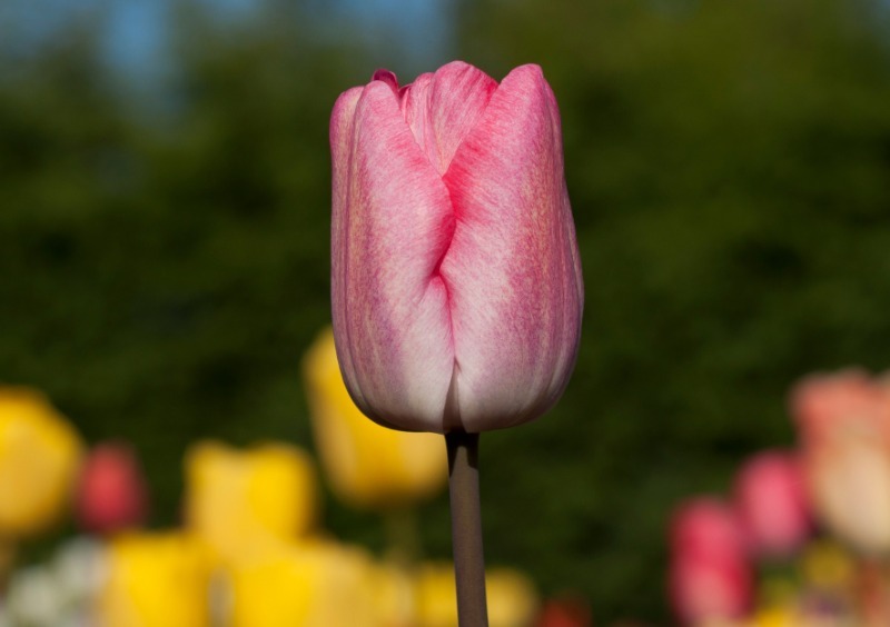 9 кращих сортів тюльпанів, які чудово підійдуть для домашнього вирощування