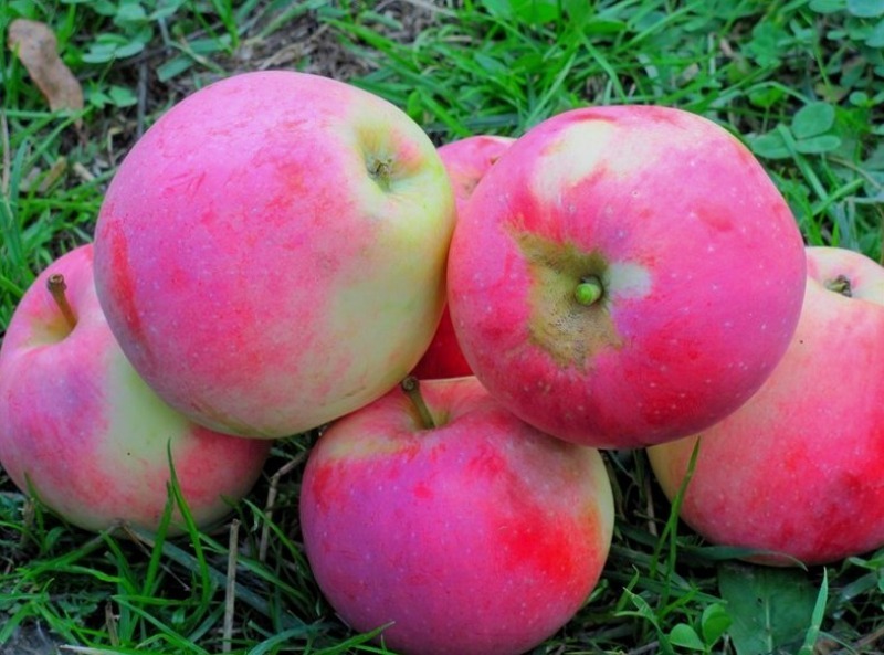 7 самих пізніх і запашних сортів яблук, які вибирають всі досвідчені дачники