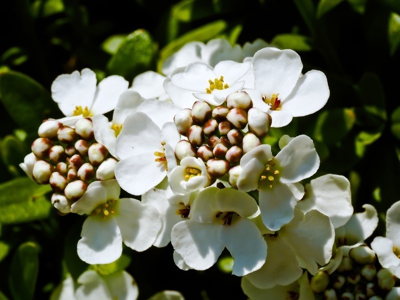 9 рослин для посадки вздовж доріжок, які створять безперервне цвітіння