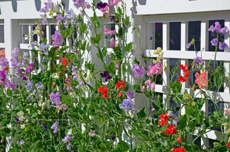 7 прекрасних швидкозростаючих кучерявих квітів для забору, арок і шпалер на дачі