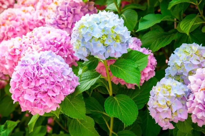 7 найбільш морозостійких квітучих чагарників, які зроблять сад красивим і стильним