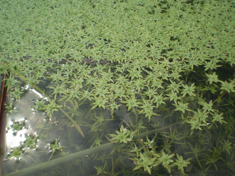 7 рослин, які швидко зроблять воду в ставку прозорою