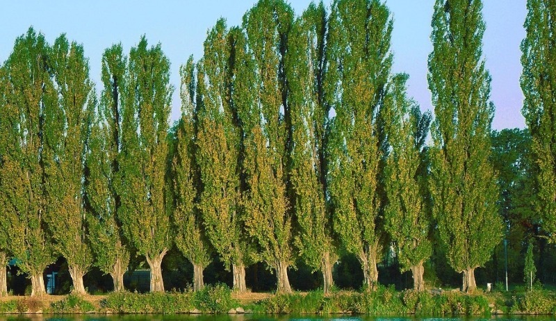 8 дерев біля будинку, яких прикмети радять остерігатися