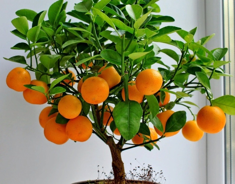 Які екзотичні фрукти можна виростити з кісточки прямо вдома