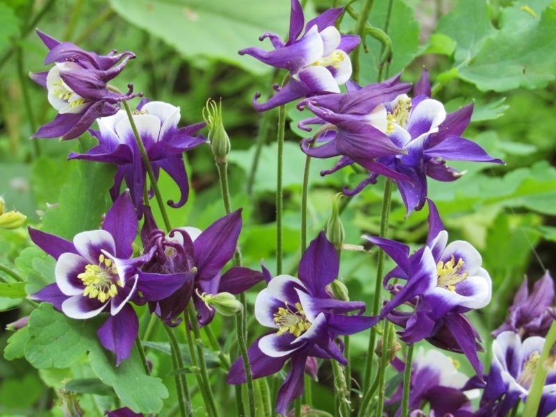 8 самих невибагливих садових квітів, які досить просто посадити або посіяти