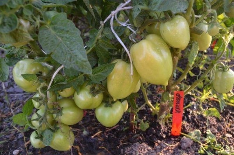 8 невибагливих сортів томатів, розсаду яких можна сіяти вже в березні
