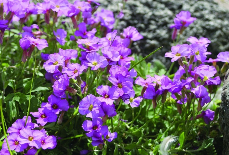 11 грунтопокривних рослин для альпійської гірки, які будуть радувати не один рік