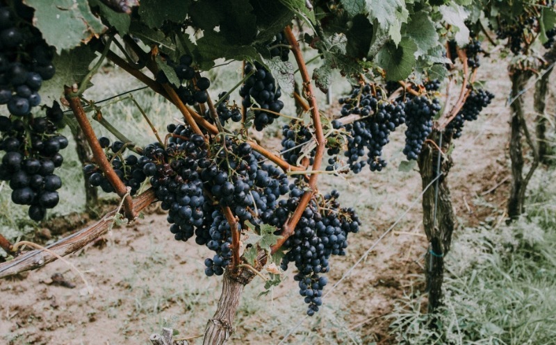 7 сортів винограду без кісточки, з яких можна отримати родзинки методом природної сушки прямо на лозі