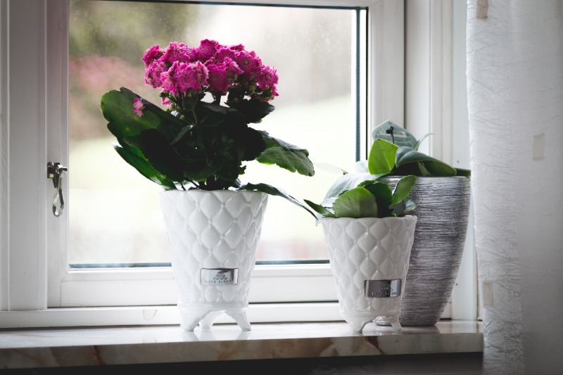 7 порад любителям кімнатних рослин, які спростять життя вашим квітам