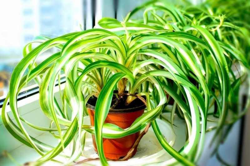 9 кімнатних рослин, які можуть рости в будь-якому місці вашого будинку, навіть без сонця