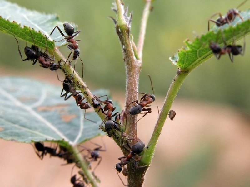 Рослини, комахи та птахи, які позбавлять ділянку від колорадського жука