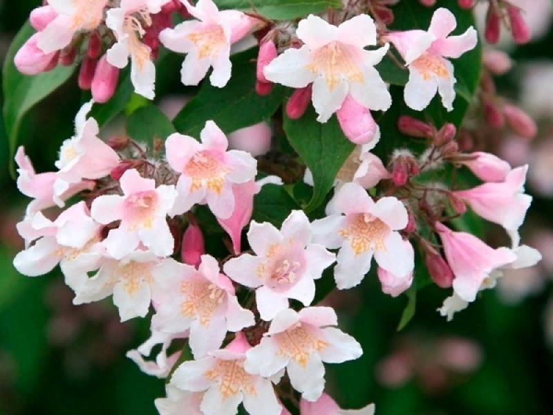 7 ароматно квітучих чагарників для саду, які зроблять вашу дачу справжнім раєм